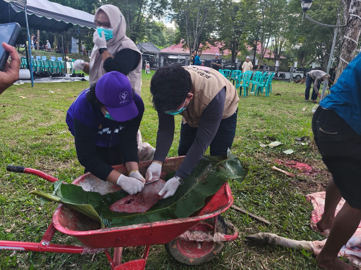 Tim Medis Veteriner Balangan Pastikan Hewan Kurban di Kediaman Bupati Sehat dan Layak Konsumsi Tim Medis Veteriner Balangan Pastikan Hewan Kurban di Kediaman Bupati Sehat dan Layak Konsumsi